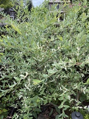 Salix integra