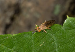 Elgiva solicita