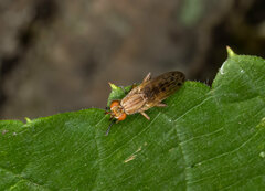 Elgiva solicita