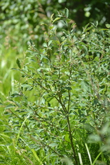 Salix aurita
