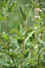 Salix aurita