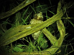 Band-Bellied Owl photo 5
