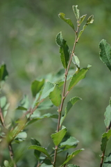 Salix aurita
