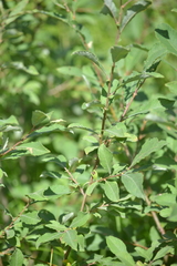 Salix aurita