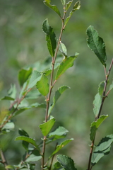 Salix aurita