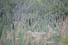 Typha latifolia