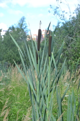 Typha latifolia