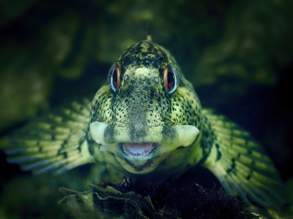 Photo of Rock Blenny (Mediterranean) (Lipophrys pholis)