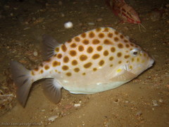 Anoplocapros inermis