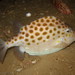 Smooth Boxfishes - Photo (c) Richard Ling, some rights reserved (CC BY-NC-ND)