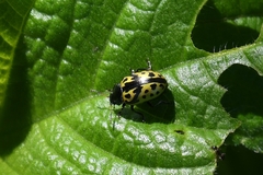 Zygogramma signatipennis