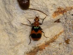 Lebia bitaeniata