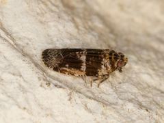 Catonia texana