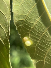 Caryomyia deflexipili