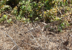 Eremopterix nigriceps
