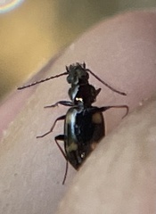 Bembidion orion
