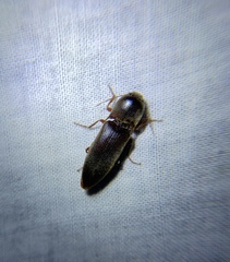 Diplostethus carolinensis