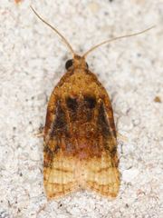 Platynota flavedana