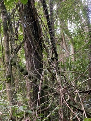 Schnella microstachya