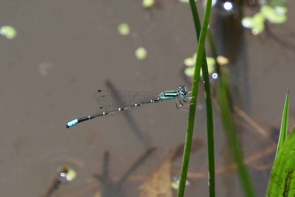 Mexican Forktail