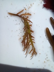 Chondracanthus teedei