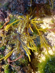 Chondracanthus teedei