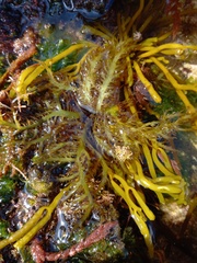 Chondracanthus teedei