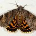 Locust Underwing - Photo (c) lauraseale, some rights reserved (CC BY-NC)