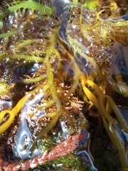 Chondracanthus teedei