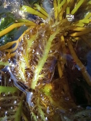 Chondracanthus teedei
