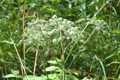 Angelica sylvestris