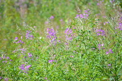 Chamaenerion angustifolium
