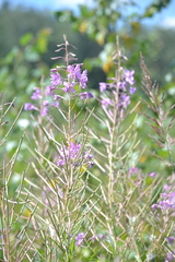Chamaenerion angustifolium