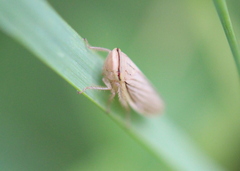 Athysanus argentarius