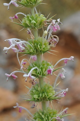 Morina persica