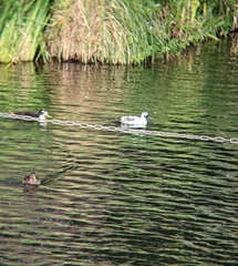 Anas platyrhynchos domesticus