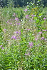 Chamaenerion angustifolium