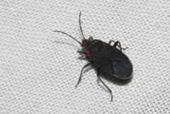 Melacoryphus rubicollis