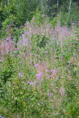 Chamaenerion angustifolium