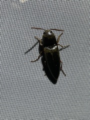 Diplostethus opacicollis