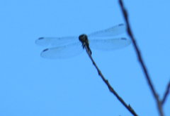 Pachydiplax longipennis