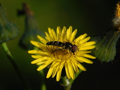 Pseudoscaeva meridionalis