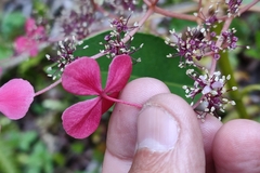 Hydrangea peruviana
