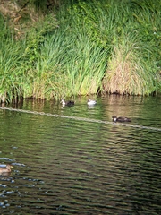 Anas platyrhynchos domesticus