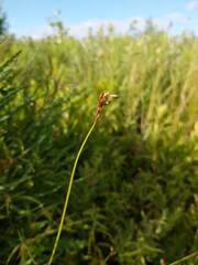 Juncus vaseyi