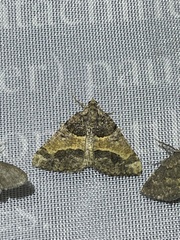 Frederickia hypaethrata