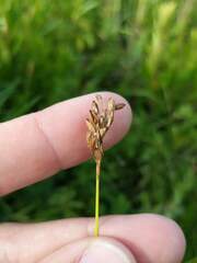 Juncus vaseyi