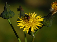 Pseudoscaeva meridionalis
