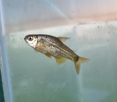Cheirodon interruptus