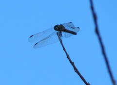Pachydiplax longipennis